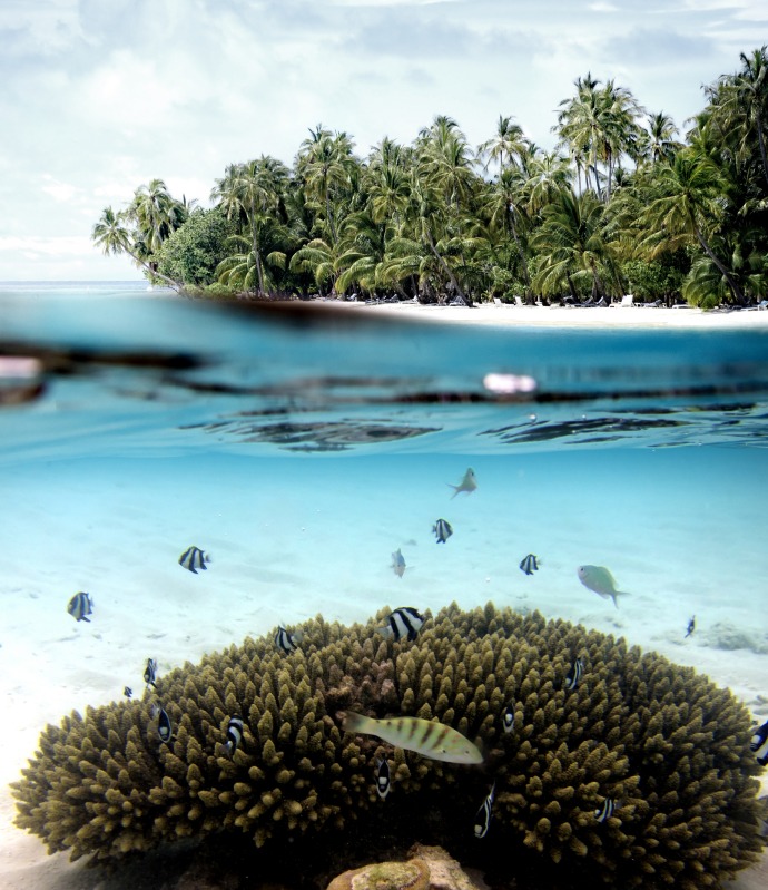 Vue sous-marine océan turquoise palmiers et poissons